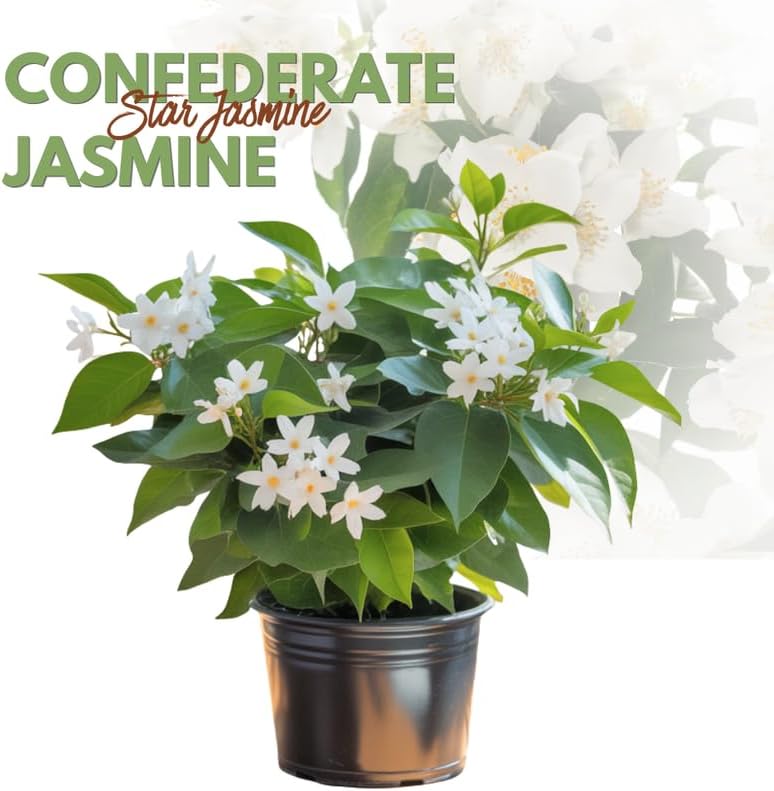 Confederate Jasmine Live Plant, 8 Inch Tall Starter, Fragrant White Flowering Vine for Trellises and Fences