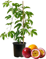 Live Red Passion Fruit Tree Plant - 1 to 2 Feet Tall in 1 Gallon Pot, Cold Hardy Passionfruit Fruit Trees Live Plants for Outdoor Garden (No Ship to CA, HI, AK)