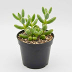 Pickle Plant, Delosperma Echinatum Live Succulent in 2 Inch Pot, Rare Live Succulent Cactus Plants for Desk Decor and Small Spaces
