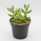 Pickle Plant, Delosperma Echinatum Live Succulent in 2 Inch Pot, Rare Live Succulent Cactus Plants for Desk Decor and Small Spaces