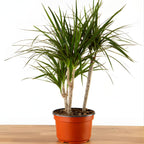 2 Dracaena Marginata Live Plant, Dragon Tree in 6 Inch Pot, Low-Maintenance Houseplants Live, Ideal Indoor Accent for Home & Office, Unique Gift for Plant Lovers