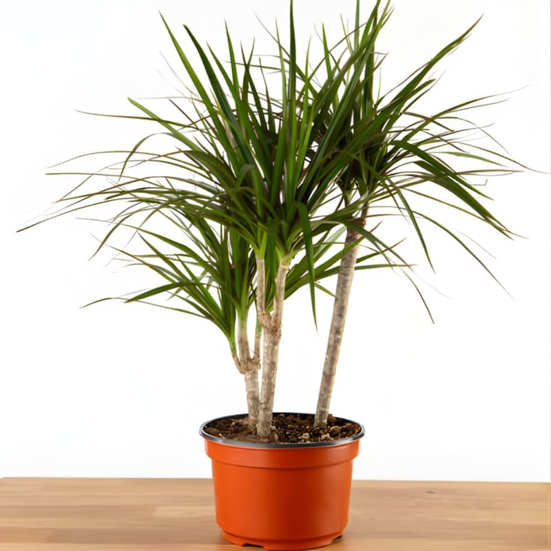 2 Dracaena Marginata Live Plant, Dragon Tree in 6 Inch Pot, Low-Maintenance Houseplants Live, Ideal Indoor Accent for Home & Office, Unique Gift for Plant Lovers