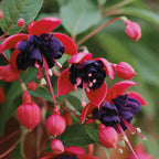 Fuchsia Plants Live, Double Red Fuchsia, 6-12 Inch Tall, Marinka Variety, Fast Growing Deciduous Flowering Shrub, Well-Rooted Plant