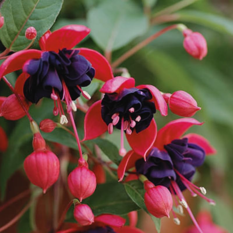 Fuchsia Plants Live, Double Red Fuchsia, 6-12 Inch Tall, Marinka Variety, Fast Growing Deciduous Flowering Shrub, Well-Rooted Plant