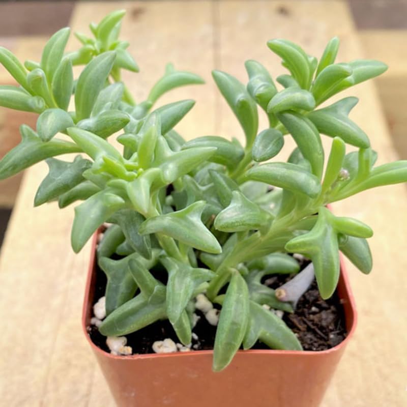 String of Dolphins Plant Live in 4'' Inch Pot | Trailing Succulent & Hanging Houseplant | Dolphin Plants Live Houseplants for Indoor Décor