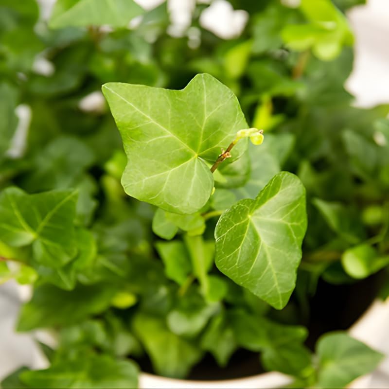 Green English Ivy Indoor Plant in 4 Inch Pot | Fast-Growing English Ivy Live Plant for Fresh Indoor Greenery | Low-Maintenance Trailing Houseplant for Windowsills, Shelves & Hanging Displays