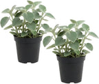 2 Peperomia Incana, Peperomia Plant Live in 4 Inch Pot, Soft-Leaf Indoor Plant for Home Decor, Office Desks and Shelves