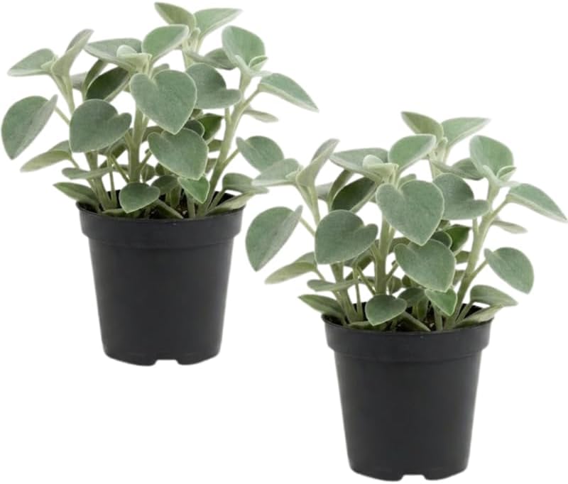 2 Peperomia Incana, Peperomia Plant Live in 4 Inch Pot, Soft-Leaf Indoor Plant for Home Decor, Office Desks and Shelves