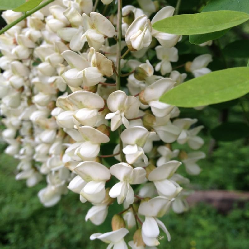 5 Black Locust Native Live Plants – Fast-Growing Outdoor Trees | 6–12 Inch Tall | Fragrant Spring Flowers