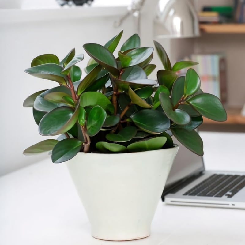 2 Peperomia Live Plant, Peperomia Clusiifolia Red Margin 2 Inch Potted Plant, Indoor Plant for Home Office Decor and Easy Care Disp