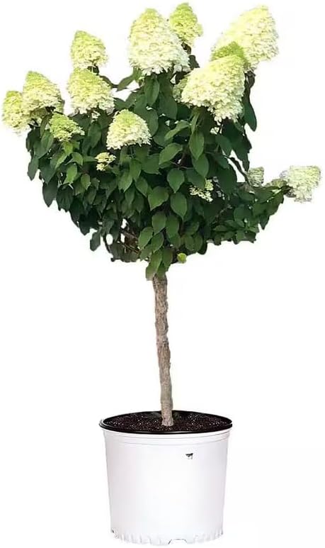 Limelight Hydrangea Live Flowering Plant | Quart Pot | Cold-Hardy Panicle Shrub with Lime-Green Blooms | Well-Rooted Ornamental Garden Plant