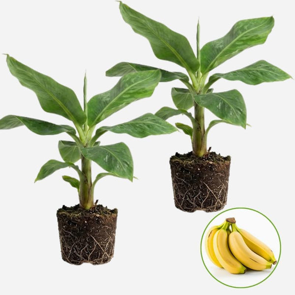 2 Grand Nain Banana Plant Live, Live Banana Tree 12–24 Inch, Easy to Grow Dwarf Banana Tree with Lush Green Foliage