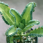 Mother of Thousands Live Plant in 2" Inch Pot | Kalanchoe Succulent Houseplant | Easy-Grow Mother of Thousands Plant for Home & Office Déco