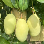 Sweet Carrie Mango Tree Live Plant | 2.5–3 Ft Tall | Tropical Mango Variety for Backyard Growing, Patio Spaces & Home Gardens | No Ship CA, HI, AK