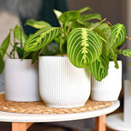 Maranta Lemon Lime Prayer Plant Live, 4 Inch Pot, Potted Prayer Plant, Vibrant Green Foliage Indoor Plant for Home and Office