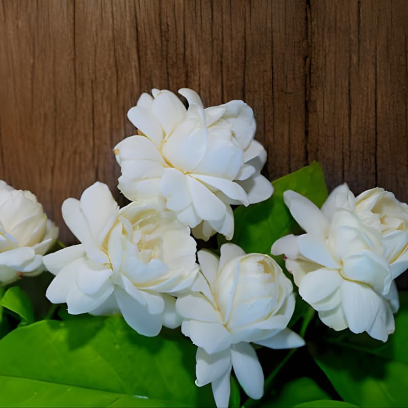 Grand Duke Jasmine Plant, 5-8 Inch Tall, Arabian Jasmine Plant, Low Maintenance Fragrant Perennial for Sunny Porches and Decorative Pots
