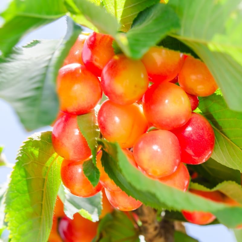 (No Ship to CA,HI,AK) Cherry Tree – Stella Cherry, 2-3 Ft Tall in 3 Gal Container, Cold-Hardy Edible Fruit Tree for Large Pots and Landscapes