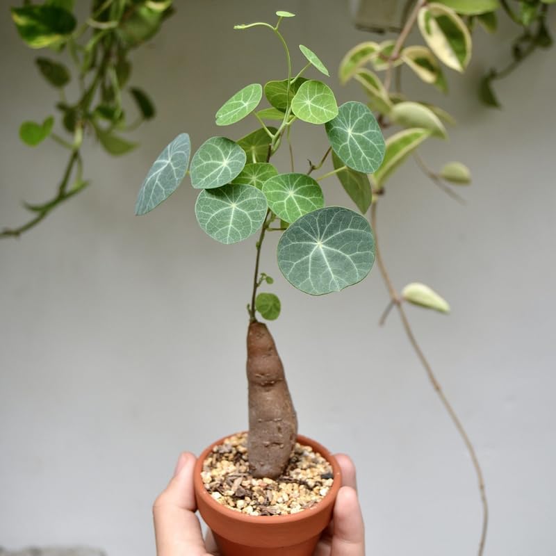 Stephania Plant Live in 2 – 2.5" Inch Pot | Compact Stephania Erecta Bulb Trees | Simple-Care Indoor Houseplant | Decorative Indoor Tree for Homes, Desks Spaces