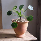 Chinese Money Plant Live House Plant in 4'' Inch Pot | Pilea Peperomioides Plant Live | Attractive Indoor Greenery for Desks, Shelves & Small Spaces | Real Plants for Home & Office Décor