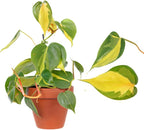 Philodendron Cordatum Brasil, 4" Pot, Heartleaf Philodendron Plant Live, Trailing Philodendron Live Plant for Home Decor, Shelves and Hanging Displays