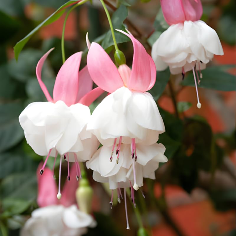 Fuchsia Plants Live, Gold and Red Foliage, 6-12 Inch Tall, Autumnale Variety, Trailing Flowering Plant, Ideal for Hanging Baskets