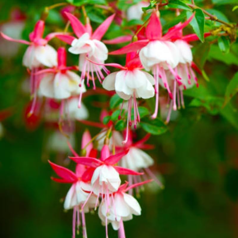 2 Fuchsia Plants Live, Dark Blue & Red Fuchsia, 6-12 Inch Tall, Blue Eye Variety, Trailing Flowering Plant, Ideal for Hanging Baskets