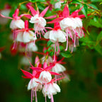 2 Fuchsia Plants Live, Dark Blue & Red Fuchsia, 6-12 Inch Tall, Blue Eye Variety, Trailing Flowering Plant, Ideal for Hanging Baskets