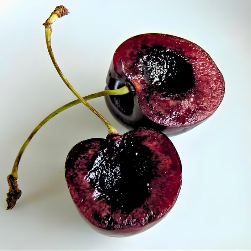 2 Live Black Cherry Tree for Planting 6–12 Inches Tall | Sweet Cherry Plant Live for Outdoor Garden Planting, Backyard Use & Landscape Design