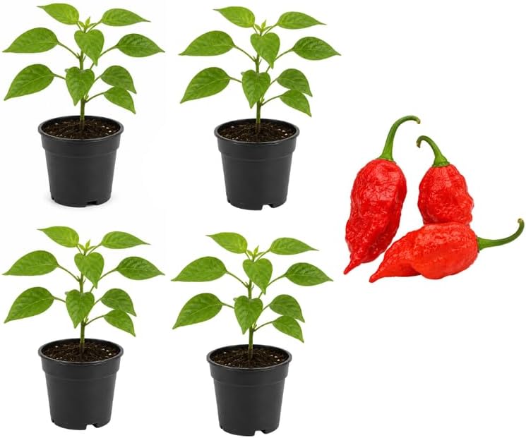 4 Ghost Pepper Plans Live, 2.5 Inch Pot, Non GMO Live Pepper Plants, High Yield, Spicy and Flavorful Edible Peppers for Containers & Raised Beds
