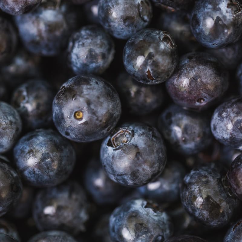 (No Ship to CA, HI, AK) Blueberry Plants Live for Planting - 1 to 2 Feet Tall in 1 Gallon Pot, Fast Growing Blueberries Fruit Trees Live Plants for Patio and Garden
