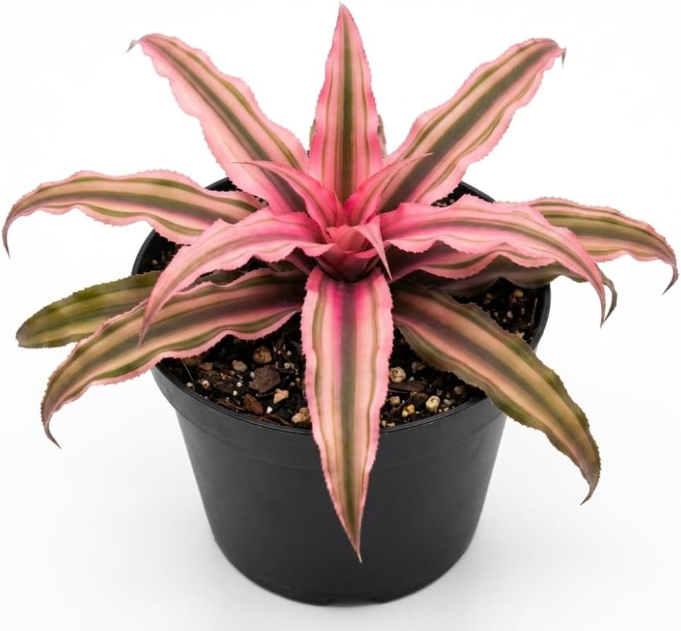 Pink Earth Star Plant, 4" Potted Cryptanthus Le Rey, High-Vigor Low Maintenance Indoor Bromeliad for Desks, Pet-Friendly Striped Pink Foliage