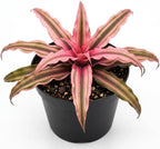 Pink Earth Star Plant, 4" Potted Cryptanthus Le Rey, High-Vigor Low Maintenance Indoor Bromeliad for Desks, Pet-Friendly Striped Pink Foliage
