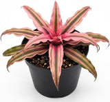 Pink Earth Star Plant, 4" Potted Cryptanthus Le Rey, High-Vigor Low Maintenance Indoor Bromeliad for Desks, Pet-Friendly Striped Pink Foliage