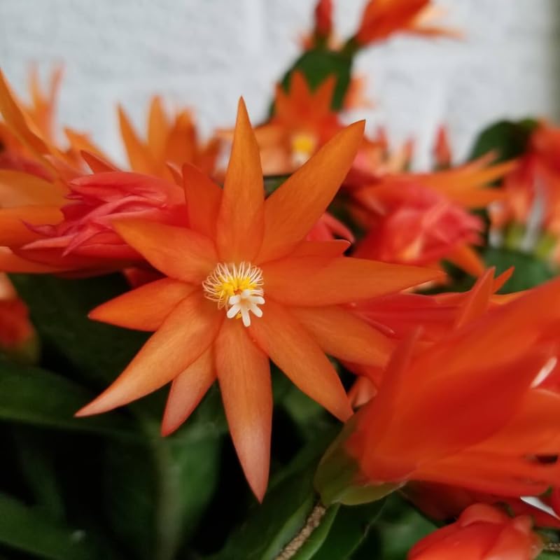 Orange Easter Cactus Plants Live, Spring Cactus Plant 3 Inch Tall, Compact Flowering Easter Cactus, Low Maintenance Indoor Houseplant for Modern Décor
