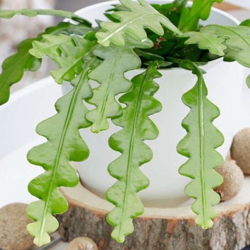 Fishbone Cactus Live Plant in 3" Inch Pot | Eye-Catching RIC Rac Foliage | Beginner-Friendly Indoor Houseplant for Modern Home and Office Décor