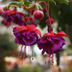2 Fuchsia Plants Live, Dark Blue & Red Fuchsia, 6-12 Inch Tall, Blue Eye Variety, Trailing Flowering Plant, Ideal for Hanging Baskets
