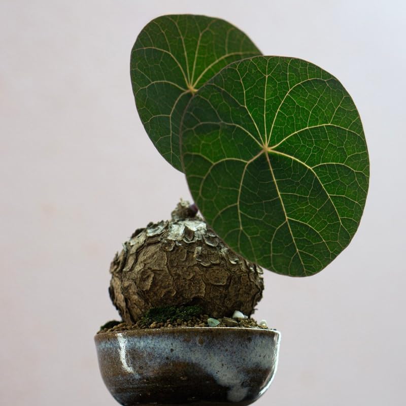 Stephania Cephalantha Caudex Live Plant in 3.5 – 4" Inch Pot | Beginner-Friendly Indoor Plant | Enhances Minimalist & Interiors | Thoughtful Gift for Plant Fans