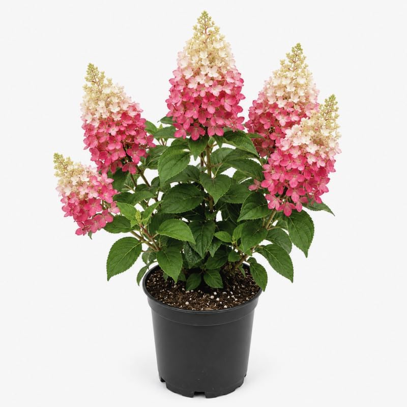 Hydrangea Plants Live, Live Hydrangea Plant in Quart Pot, Well-Rooted Cold-Hardy Shrub, Two-Toned Blooms for Gardens