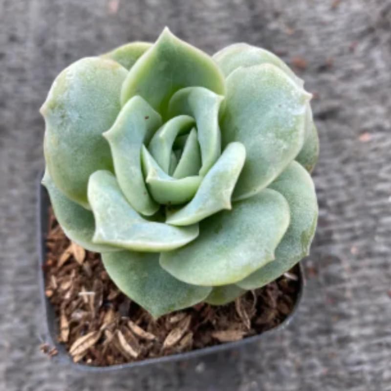 Live Succulent Graptoveria Lovely Rose Plant, 2 Inch Pot, Rose-Shaped Succulent, Small Decorative Indoor Plant for Desks