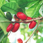 (No Ship to CA, HI, AK) Miracle Berry Fruit Plant Live, 12-14” Tall in 3 Gal Pot, Fast Growing Fruit Trees Live Plants Ready to Fruit, Cold Hardy Tropical Fruit Trees