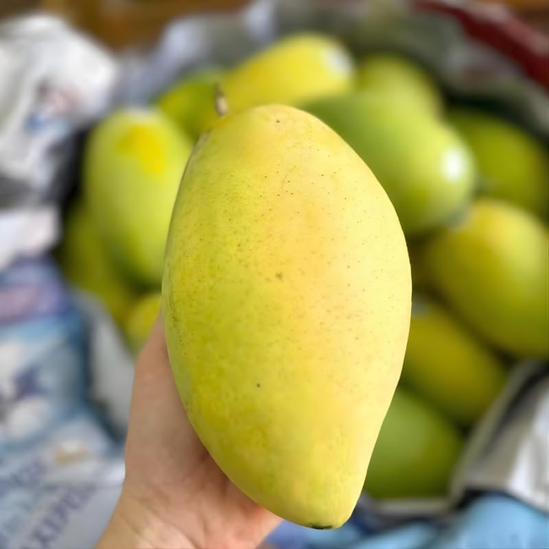 Carrie Mango Tree Live Plant | Fruit Tree 2.5–3 Ft Tall for Planting| Premium Tropical Mango Plant for Patio Containers, Yard Planting & Garden Landscapes | No Ship CA, HI, AK