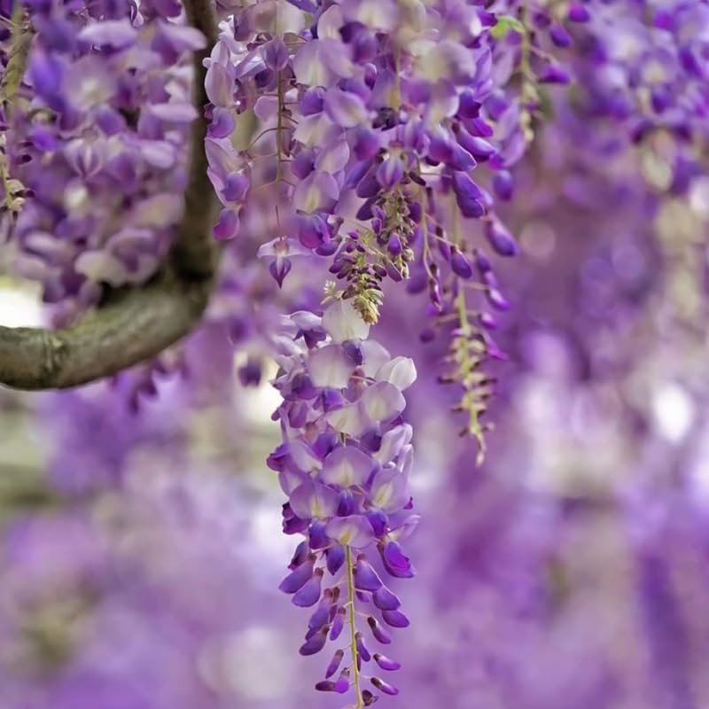 2 Purple Wisteria Live Plant 12-24 Inch, Amethyst Wisteria with Purple Blooms, Fast-Growing Fragrant Flowering Vine, Perfect for Home Décor & Garden Entrances