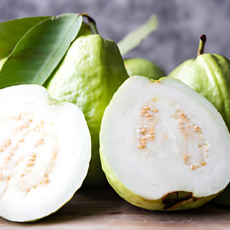 (No Ship to CA,HI,AK) Guava Tree Live Plant - Thai White Guava, 2-3 Feet Size, 3 Gallon Pot, Well-Rooted Tropical Tree, Low Maintenance Fruit Trees for Outdoor Planting