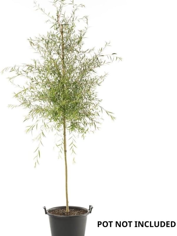 2 Curly Corkscrew Willow Live Bare Root Seedlings | 12-24" Rooted Cuttings | Cold-Hardy Native Deciduous Plants