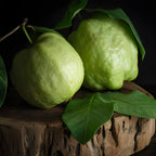 (No Ship to CA,HI,AK) Guava Plants Live for Planting - Thai White Guava Tree, 2-3 Foot Tall Potted Plant, 3 Gallon Size, Easy Care Tropical Greenery, Fruit Tree for Home Landscapes