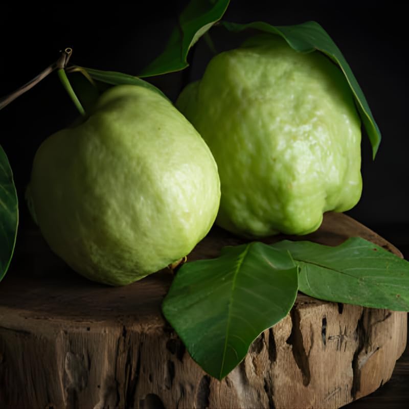 (No Ship to CA,HI,AK) Guava Plants Live for Planting - Thai White Guava Tree, 2-3 Foot Tall Potted Plant, 3 Gallon Size, Easy Care Tropical Greenery, Fruit Tree for Home Landscapes