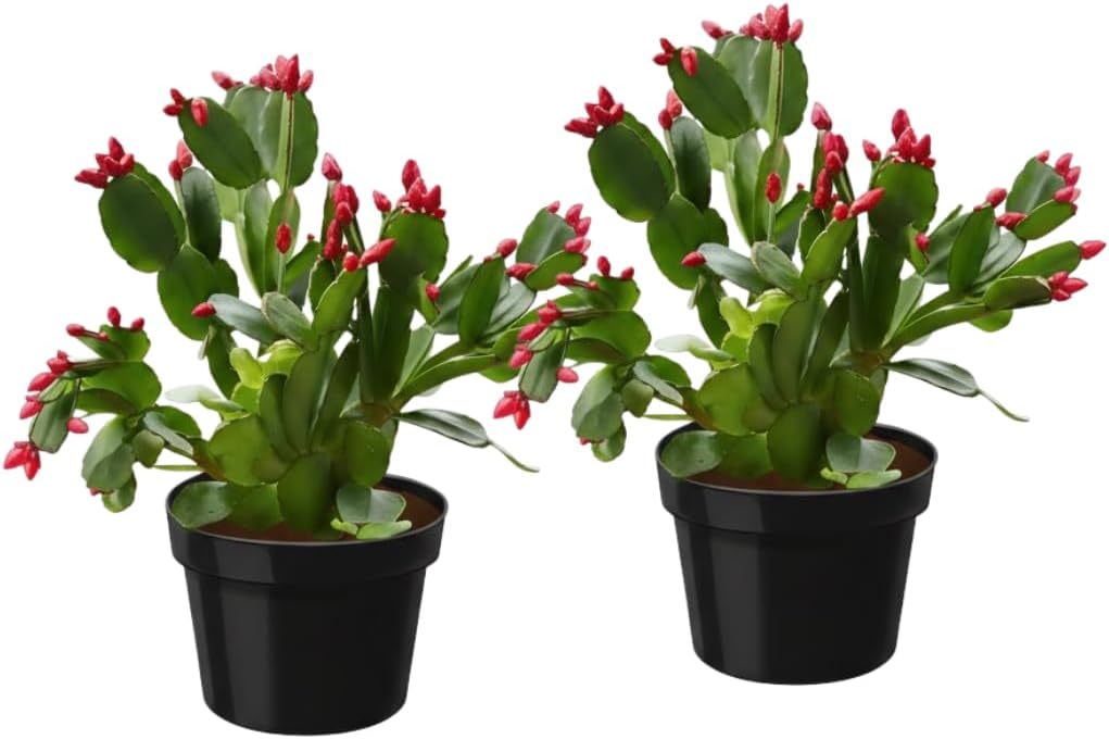2 Red Thanksgiving Cactus Plants Live, Thanksgiving Cactus Plants Live in 4 Inch Pot, Easy Care Houseplant for Home Decor, Desks and Shelves