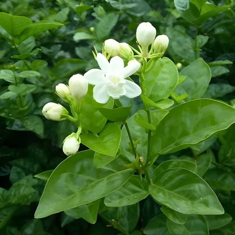 Maid of Orleans Jasmine Plant Live in 4 Inch Pot | Fragrant White-Blooming Jasmine | Easy to Grow Live Jasmine Plant for Indoor Home Décor