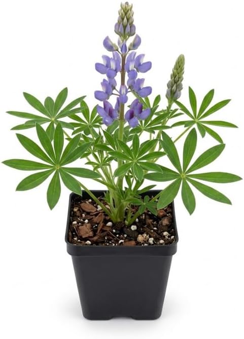 Wild Lupine Plant in 4" Pot, Well-Rooted Cold-Hardy Perennial, Low Maintenance Purple Blue Butterfly Host for Yard Borders