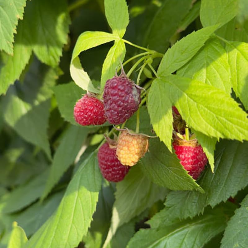 2 Red Raspberries Plants, 7 Inch Bare Root Seedling, Low Maintenance Fruit Bearing Shrub, Robust Well-Rooted Starter Shrub